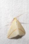 Rhodometra sacraria