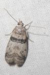 Sciota rhenella