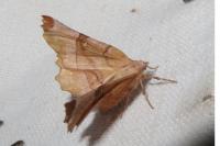 Selenia lunularia