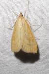 Sitochroa verticalis