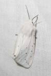 Spilosoma lubricipeda