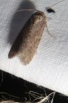 Spodoptera exigua