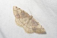 Stegania trimaculata