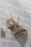 Thaumetopoea processionea
