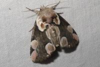 Thyatira batis