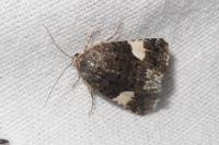Tyta luctuosa