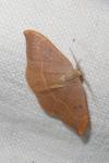 Watsonalla binaria