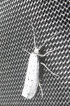 Yponomeuta