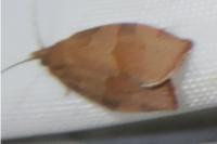 Pandemis heparana