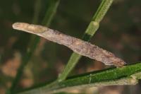 Coleophora calycotomella