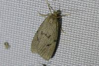 Apaidia mesogona