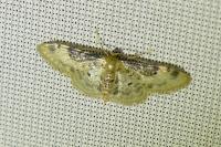 Idaea filicata