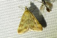 Pyrausta despicata