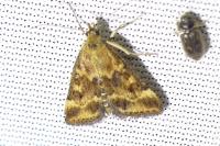 Pyrausta despicata