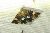 Tyta luctuosa