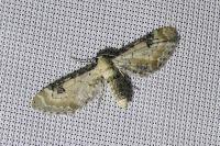Eupithecia centaureata