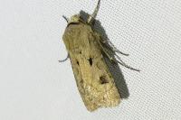 Agrotis exclamationis