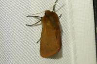 Phragmatobia fuliginosa