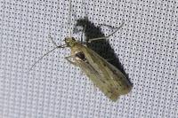 Phycitodes