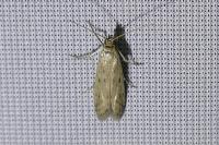 Phycitodes