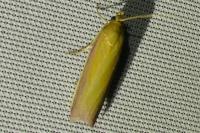 Oncocera semirubella