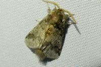 Thaumetopoea processionea