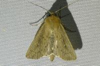 Leucania obsoleta
