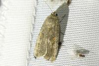 Spodoptera exigua