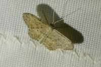 Idaea seriata
