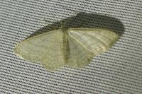 Idaea subsericeata