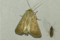 Hoplodrina ambigua