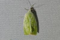 Earias clorana