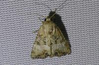 Mesoligia furuncula