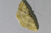 Stegania trimaculata