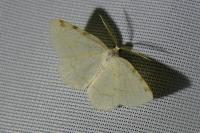 Stegania trimaculata
