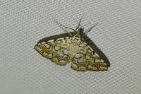 Elophila nymphaeata