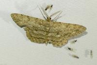 Hypomecis punctinalis