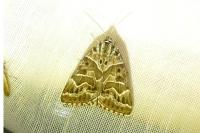 Euclidia mi
