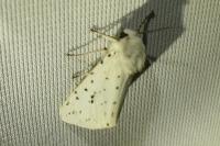 Spilosoma lubricipeda