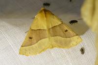 Crocallis elinguaria