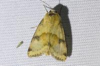Heliothis viriplaca