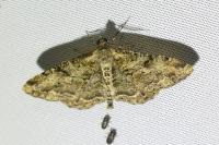 Peribatodes rhomboidaria