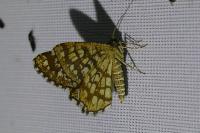 Chiasmia clathrata