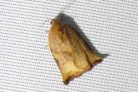 Archips podana