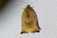 Archips podana
