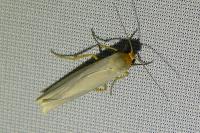 Eilema caniola