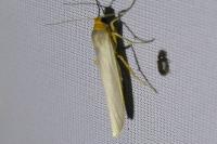 Eilema caniola