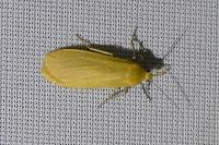 Wittia sororcula