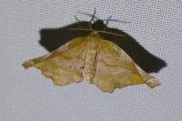 Apeira syringaria
