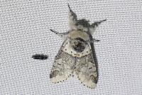 Furcula furcula